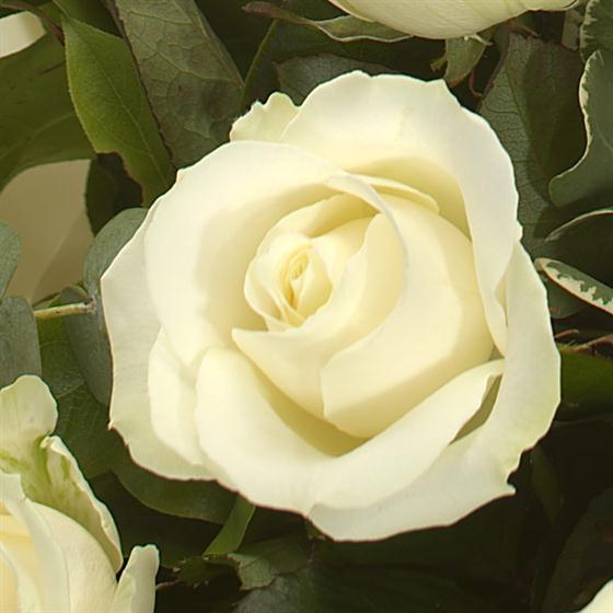 White Rear Roses white roses